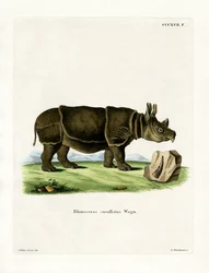 Svart neshorn