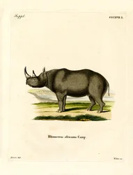 Svart neshorn