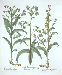 Blue Alkanet and Two Varieties of Hounds Tongue, fra Hortus Eystettensis, av Basil Besler (1561-1629), pub. 1613 (håndfarget gravering)