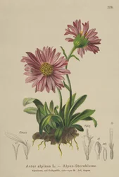 Blue Alpine Daisy (Aster alpinus)