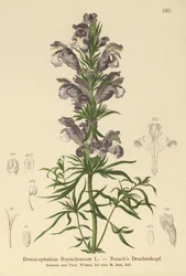 Blå drage (Dracocephalum Ruyschianum)