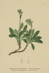 Blå veggkarse (Arabis caerulea, Arabis coerulea)