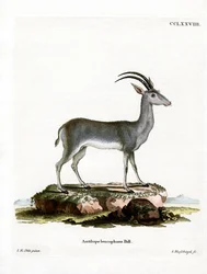 Blåbukk