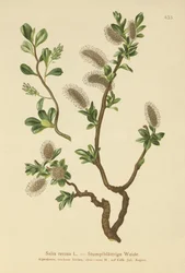 Bluntbladet pil (Salix retusa)