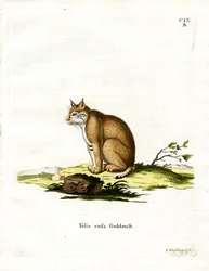 Bobcat (farget gravering)