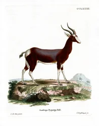 Bontebok (farget gravering)