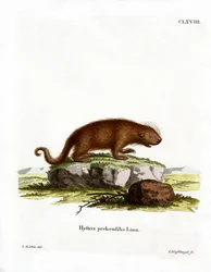 Brasiliansk piggsvin (farget gravering)