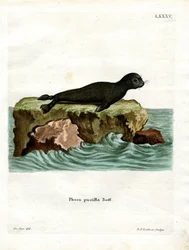 Brun pelssegl (farget gravering)