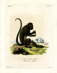Brown Howler (farget gravering)