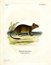 Børstehalet rotte