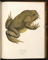 Bufo auga, stokkpadden eller gigantiske marinepadden, fra 