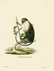 Campbells Mona Monkey