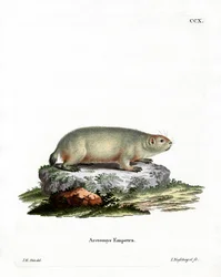 Kanadisk murmeldyr (farget gravering)