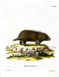Kanadisk piggsvin (farget gravering)