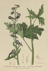 Larkspur Candle (Delphinium elatum, Delphinium tiroliense)