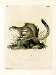 Cape Ground Squirrel (farget gravering)