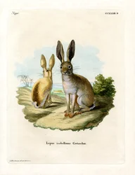 Cape Hare (farget gravering)