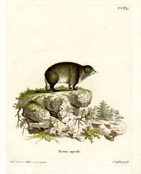 Cape Hyrax (farget gravering)