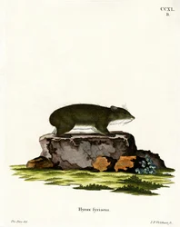 Cape Hyrax (farget gravering)