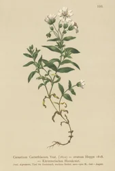 Kärntens museøre (Cerastium Carinthiacum, Cerastium ovatum)