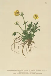 Kärntens ranunkel (Ranunculus Carinthiacus, Ranunculus gracilis)