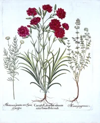 Nellik, kattetimian og vanlig lavendelbomull, fra Hortus Eystettensis, av Basil Besler (1561-1629), pub. 1613 (håndfarget gravering)