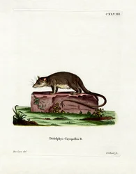 Cayopollin (farget gravering)