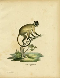 Cebus fatuellus (farget gravering)
