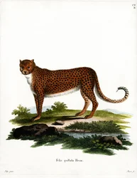 Gepard (farget gravering)