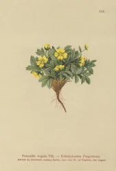 Cinquefoil (Potentilla frigid, Potentilla glacialis, Potentilla helvetica)