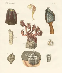 Cirrhipodas, Bristleworms eller brachiopoder (farget gravering)