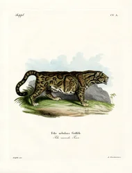Clouded Leopard (farget gravering)