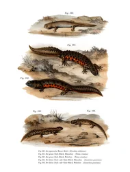 Skyet salamander (farge litho)