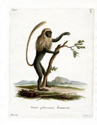 Colobus Monkey (farget gravering)