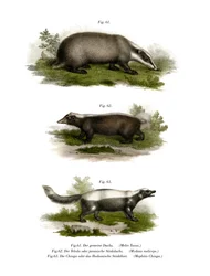 Grevling, 1860