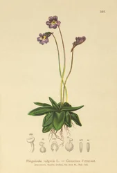 Vanlig butterwort (Pinguicula vulgaris)