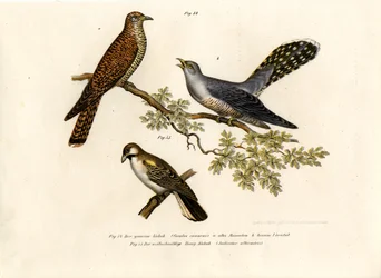 Vanlig gjøk, 1864