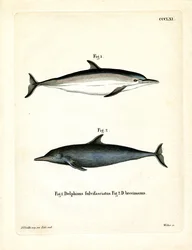 Vanlig delfin (farget gravering)