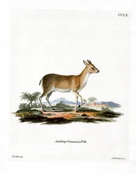 Common Duiker (farget gravering)
