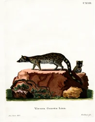 Common Genet (farget gravering)
