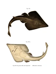 Vanlig gitarfisk (farge litho)