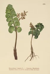 Vanlig månerute (Botrychium lunaria)