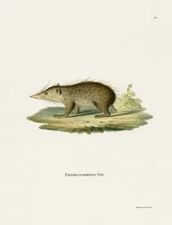 Common Tenrec (farget gravering)
