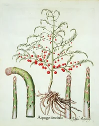 Vanlig asparges i blomst og frukt, fra Hortus Eystettensis av Basil Besler (1561-1629), pub. 1613 (håndfarget gravering)