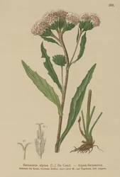 Vanlig sagurt (Saussurea alpina)