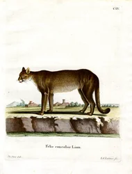 Cougar (farget gravering)