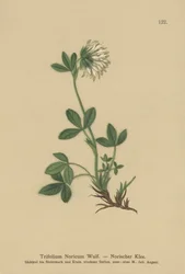 Kremkløver (Trifolium Noricum)
