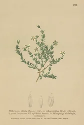 Krypende sandurt (Moehringia ciliata, Moehringia polygonoides, Arenaria obtusa)