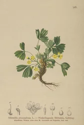 Krypende Sibbaldia (Sibbaldia procumbens)