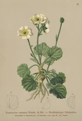 Krenert kråkefot (Ranunculus crenatus)